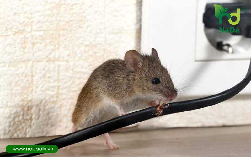 5 cách đuổi chuột