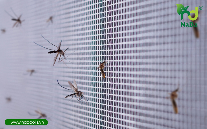 6 cách đuổi muỗi