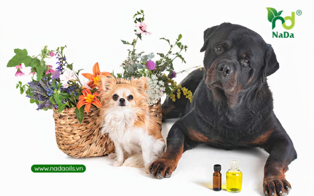 4 Loại tinh dầu khử mùi chó mèo hiệu quả mà bạn nên sử dụng - Nada Oils