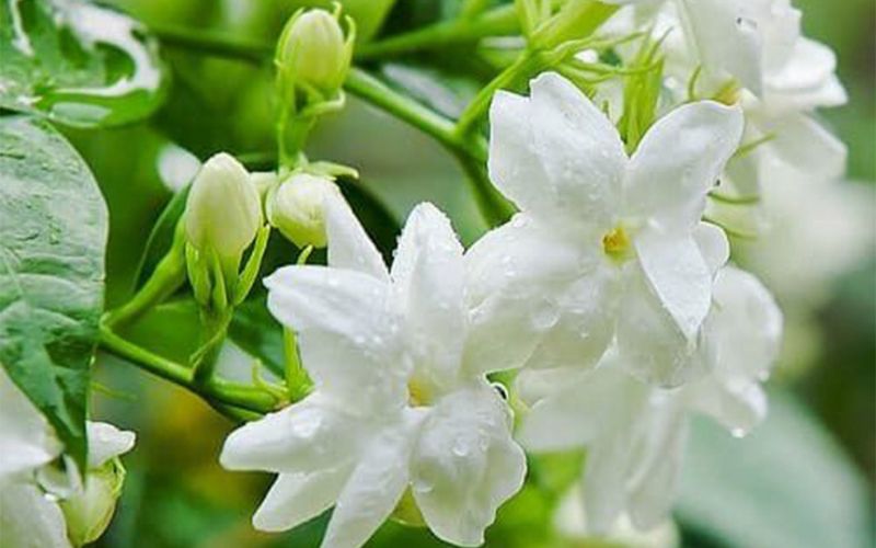 Đặc điểm của hoa nhài trắng