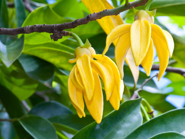 Đặc điểm hình thái của hoa ylang ylang