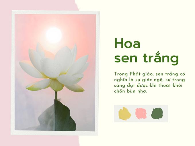 Ý nghĩa hoa sen trắng trong thế giới Phật giáo