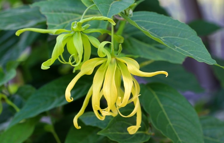 Ylang Ylang là cây gì?