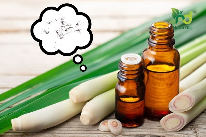 Tinh dầu đuổi muỗi có hại không? 