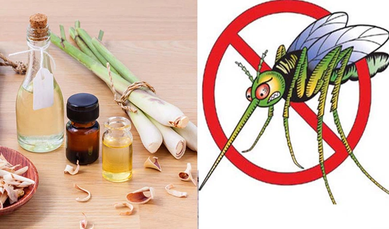 Tinh dầu đuổi muỗi có hại không? [5 cách dùng an toàn nhất]