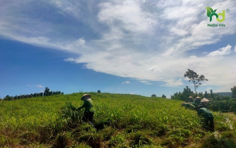 Tinh Dầu Nguyên Chất Giá Bao Nhiêu? 