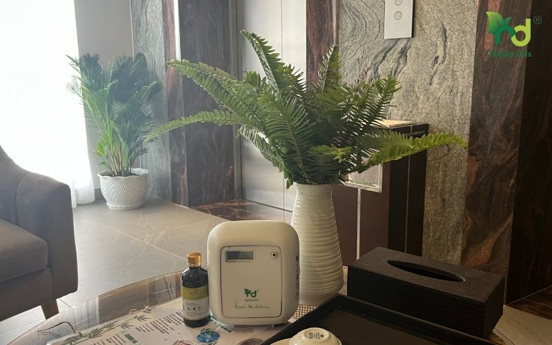 Tinh Dầu Làm Quà Tết